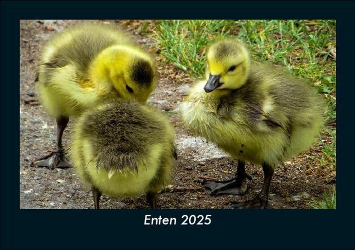 Produktbild Enten 2025 Fotokalender DIN A5 (A5)