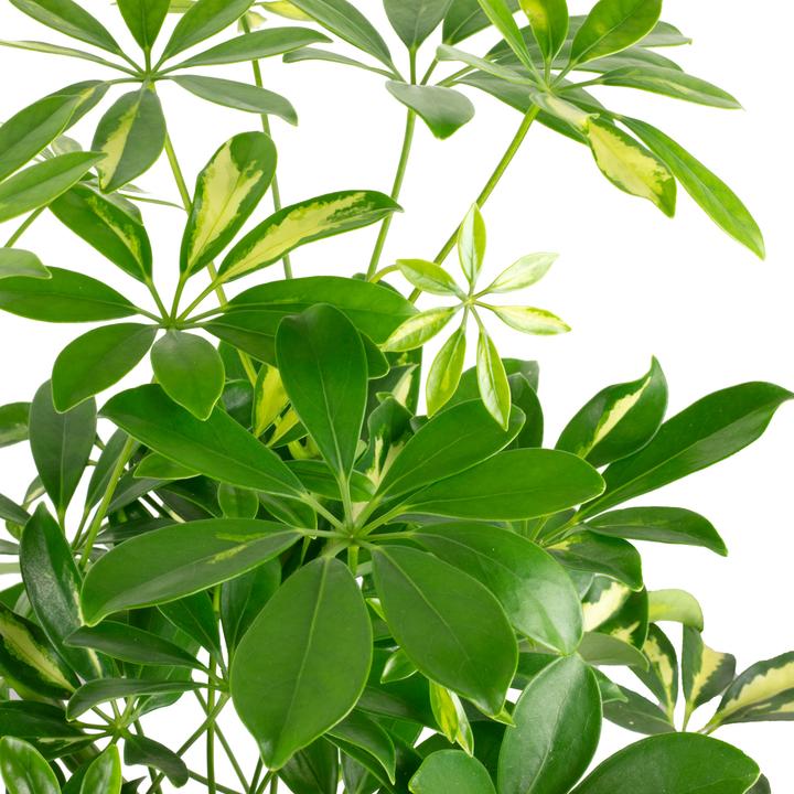 Produktbild Flowerbox Strahlenaralie "Gerda" - Schefflera arboricola (45 cm)