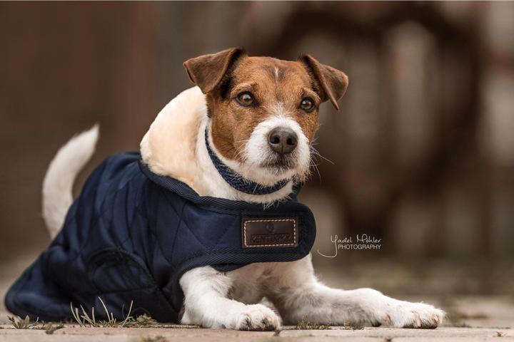 Produktbild Kentucky Dogwear Hundemantel 160g (S, Hundemantel)