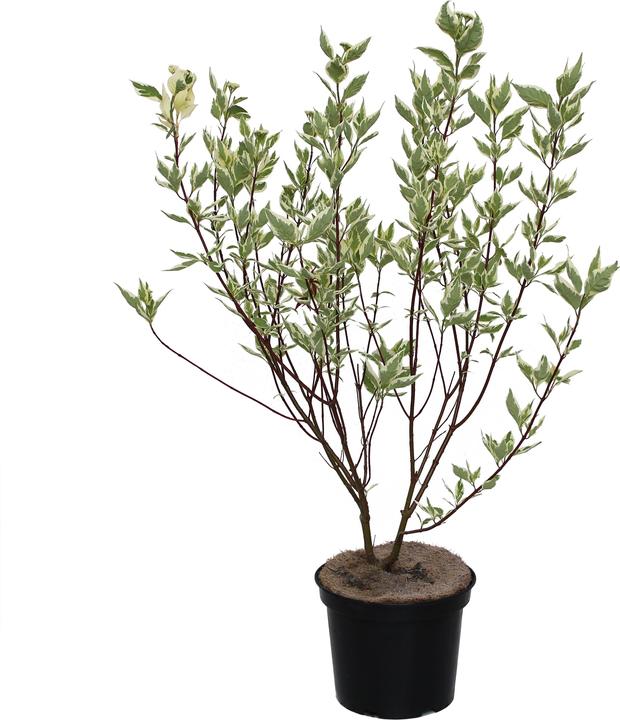 Produktbild Zulauf Tatarischer Hartriegel / Cornus alba 'Elegantissima' (70 cm)