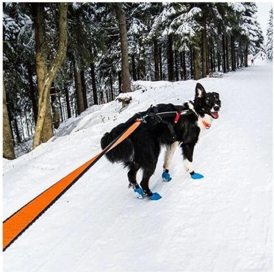 Actual product image Non-Stop Dogwear Bungee (M, Dog, Jogging)
