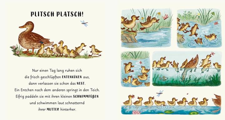 Produktbild Wunder der Natur im Park (Deutsch, Rachel Williams, 2022)