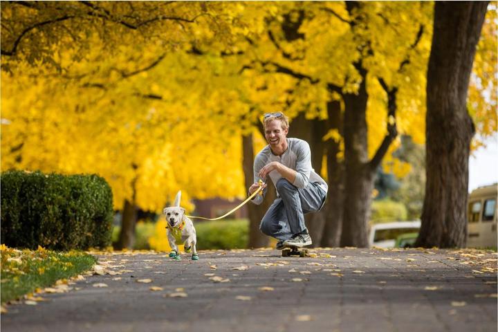 Image du produit Ruffwear Flagline harnais pour chien (XXS, Chien)