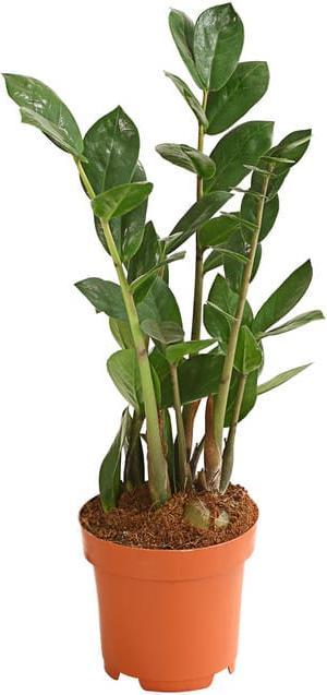 Image du produit Plantlovers Zamioculcas Zamiifolia (Glücksfeder) (35 cm, Fraîchement rempotés)