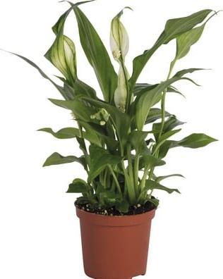 Produktbild Plantlovers Spathiphyllum (Einblatt) (35 cm, Frisch umgetopft)