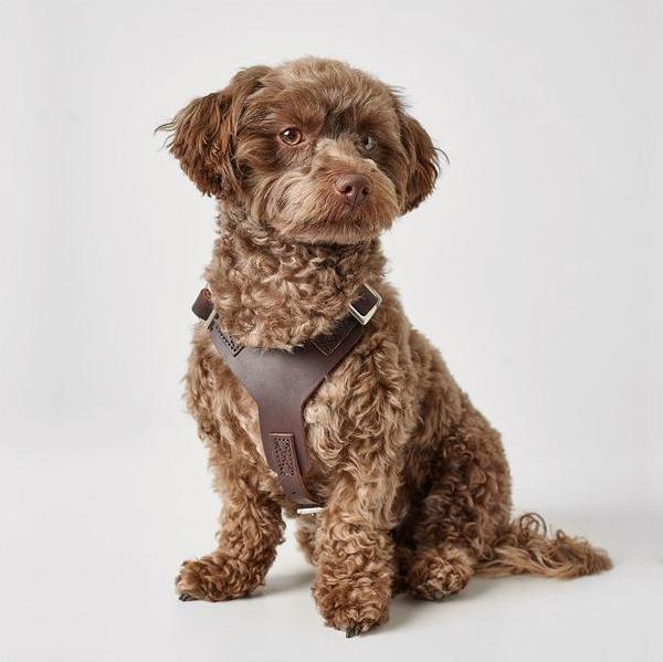 Actual product image Hunter Tableware Aalborg (XS, Dog, General)