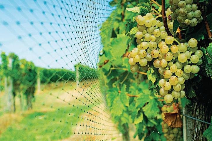 Productafbeelding Swissinno Vogelbeschermingsnet