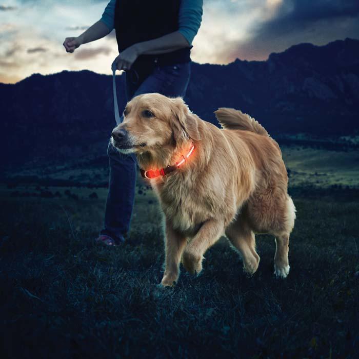 Produktbild Nite Ize Nitedawg LED (L, Hund, Jogging, Spazieren)