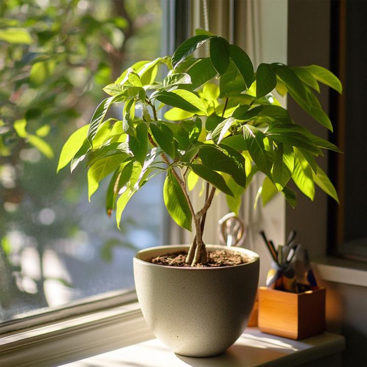 Actual product image Plant in a Box Pachira aquatica - set of 2 money tree (60 cm)