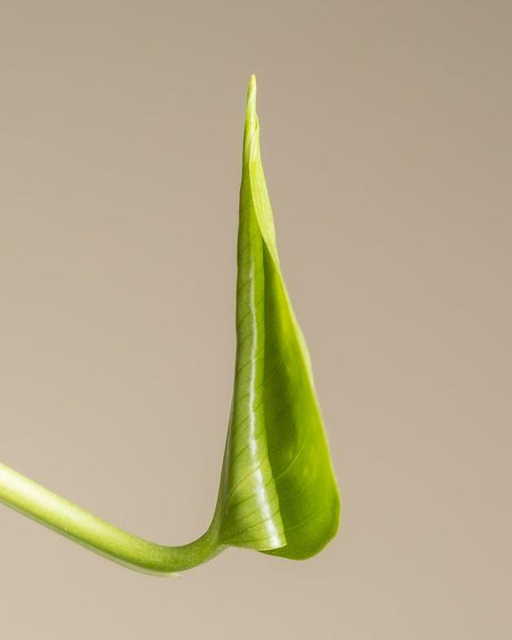 Actual product image feey Grosse Efeutute (70 cm, Freshly repotted)