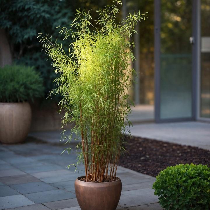 Produktbild Plant in a Box Fargesia nitida 'Red Dragon' - 2er Set Roter Drachenbambus (60 cm)