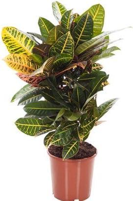 Immagine prodotto Plantlovers Codiaeum Croton Petra (Wunderstrauch) (70 cm, Appena rinvasata)