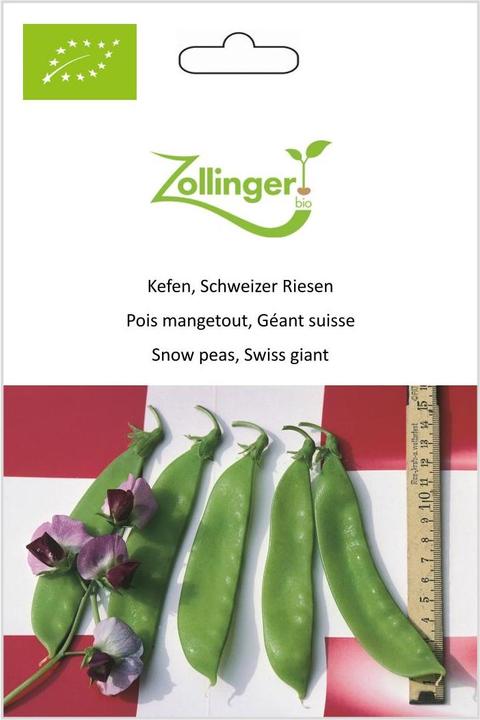 Produktbild Zollinger Bio Kefen, Schweizer Riesen (Keimlinge)