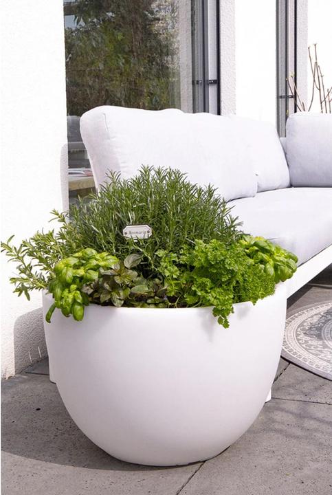 Actual product image 8 seasons design Shining Curvy Pot (59 cm)