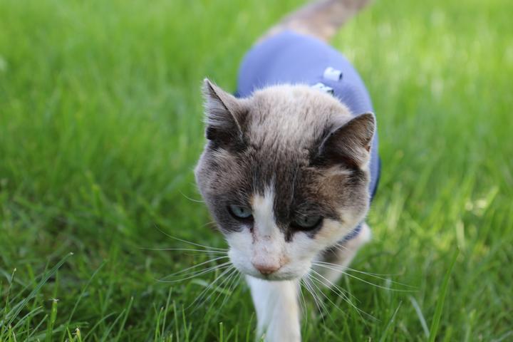 Produktbild Vetmedcare Body Katze (Katze)