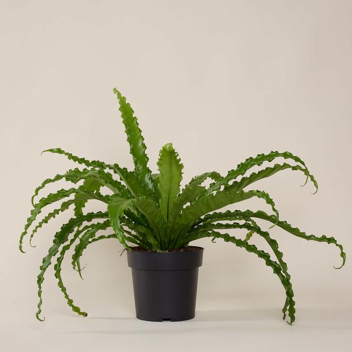 Actual product image Mary and Plants Bird's Nest Fern (55 cm)