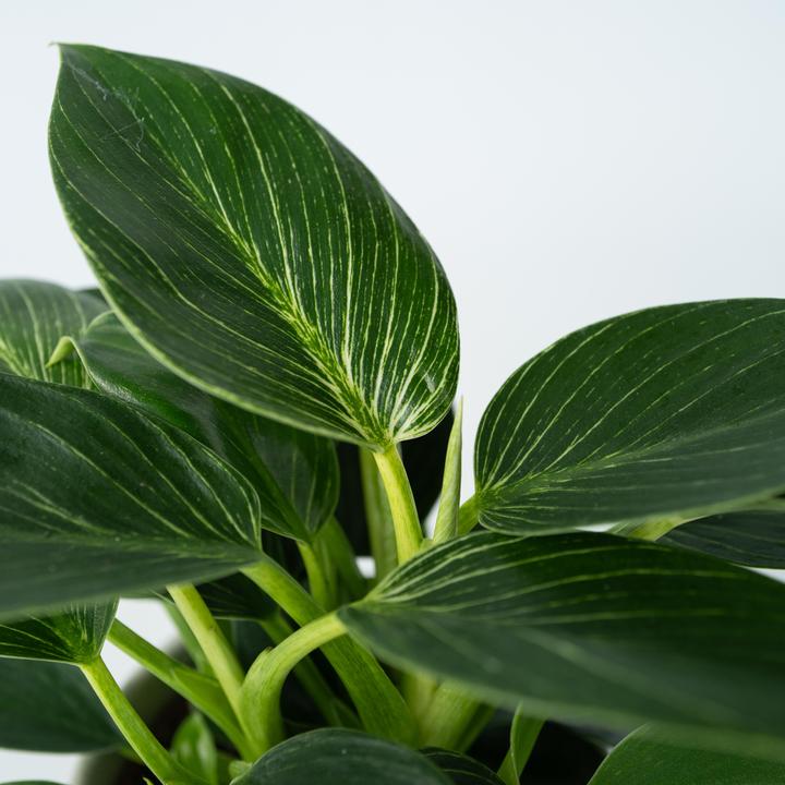 Produktbild Plant in a Box Philodendron 'White Wave' - Weisse Welle (25 cm)