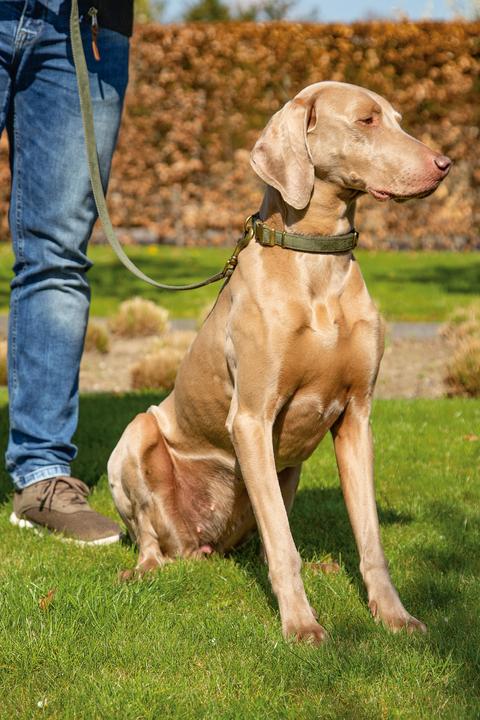 Productafbeelding Designed by Lotte Velura (Hond, Loop)
