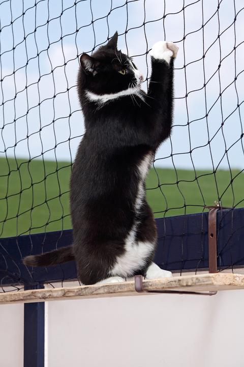Productafbeelding Karlie Kattenbeschermingsnetten