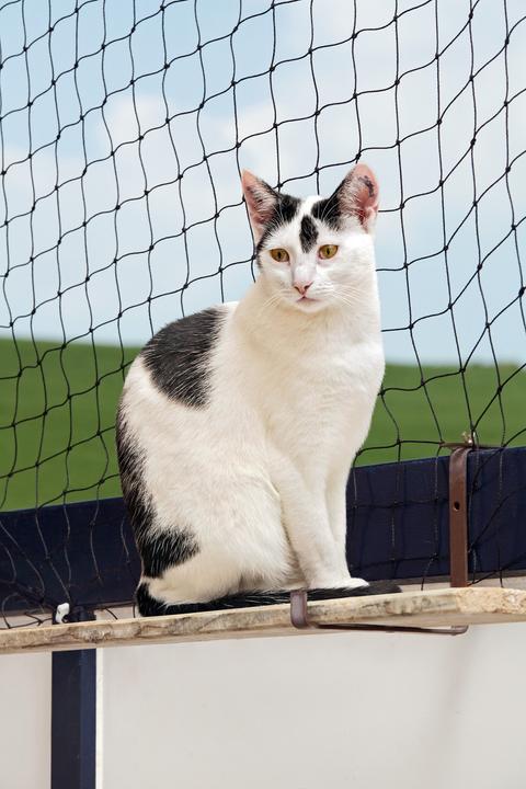 Productafbeelding Karlie Kattenbeschermingsnetten