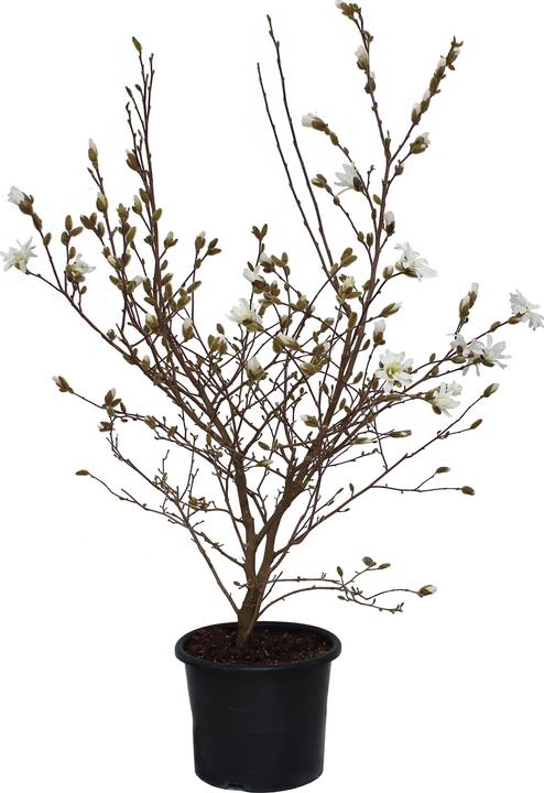 Produktbild Zulauf Stern-Magnolie / Magnolia stellata (150 cm)