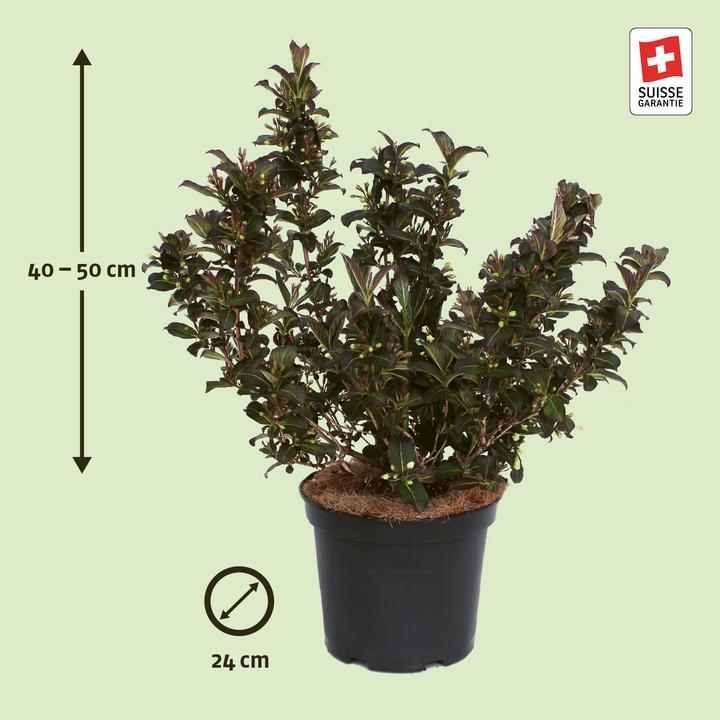 Produktbild Zulauf Weigelie / Weigela florida 'Ebony and Ivory'® (40 cm)