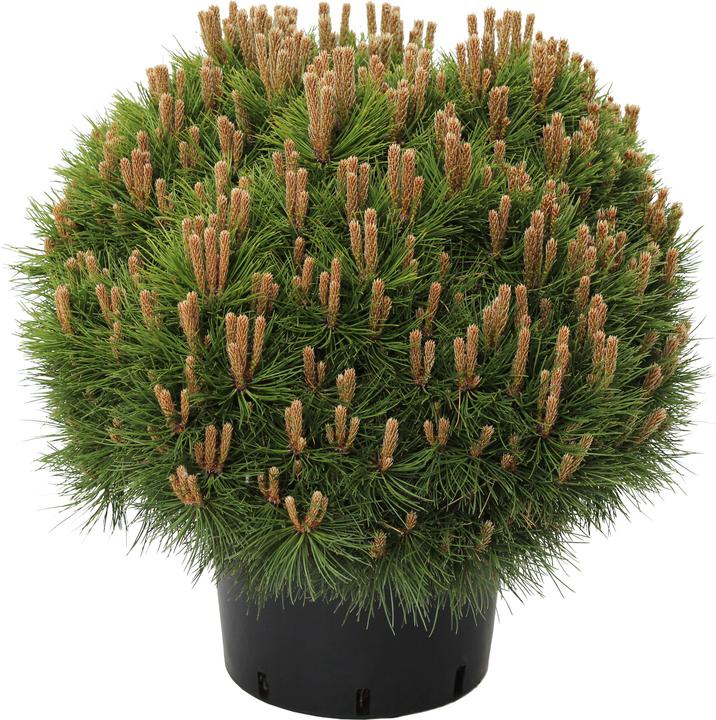 Produktbild Zulauf Zwerg-Schwarz-Kiefer / Pinus nigra 'Marie Brégeon'® (50 cm)