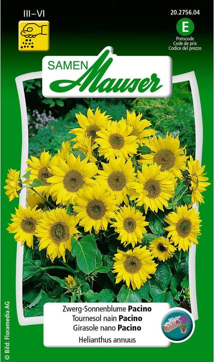 Tournesol nain Pacino (Graines de plantes)