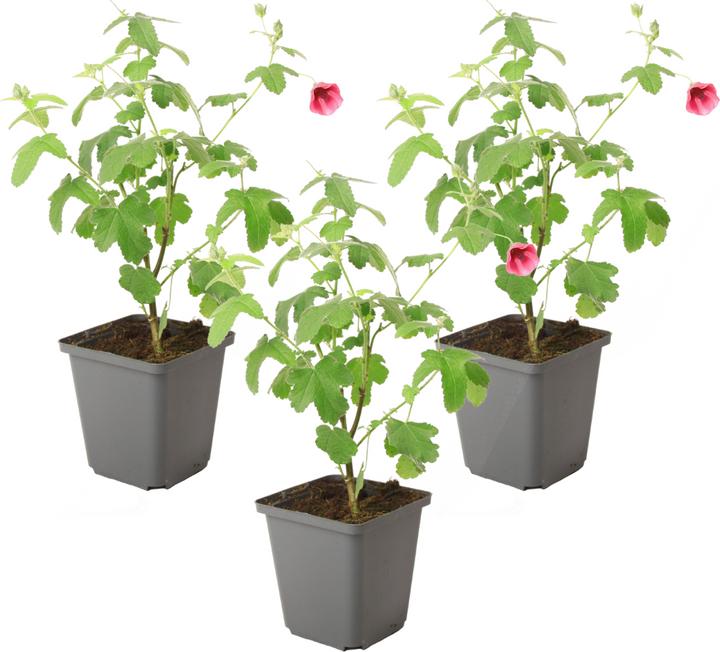 Image du produit Plant in a Box Anisodontea capensis 'El Rayo' - Set de 3 mauves du Cap (25 cm)