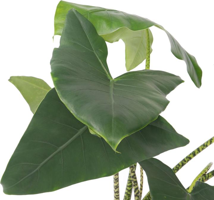 Produktbild Plant in a Box Alocasia zebrina - Alokasie (150 cm)