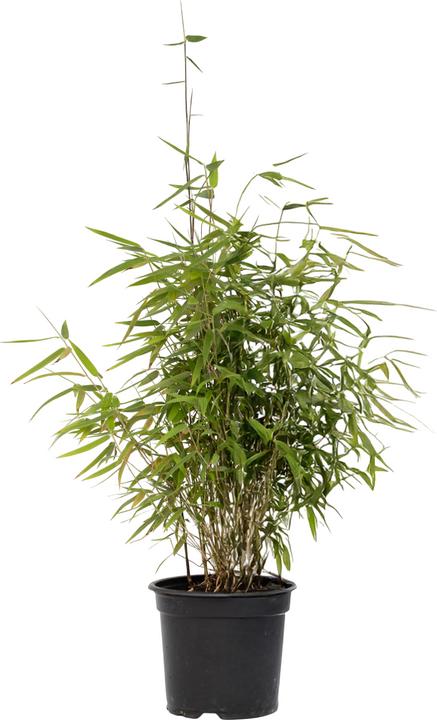 Produktbild Plant in a Box Fargesia nitida 'Red Dragon' - (60 cm)