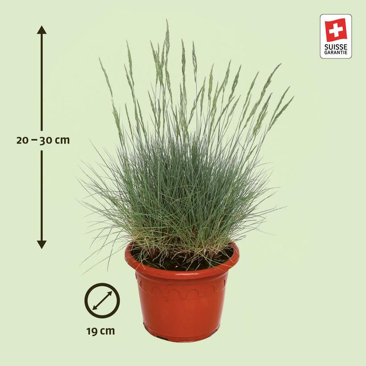 Produktbild Zulauf Blau-Schwingel / Festuca glauca (20 cm)