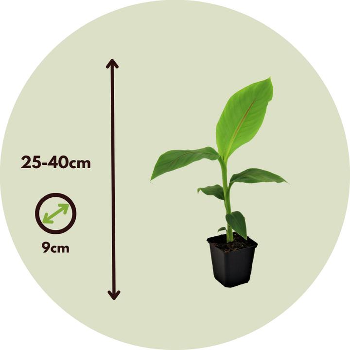 Produktbild Plant in a Box Musa Basjoo - 2er-Set Bananenpflanzen (25 cm)
