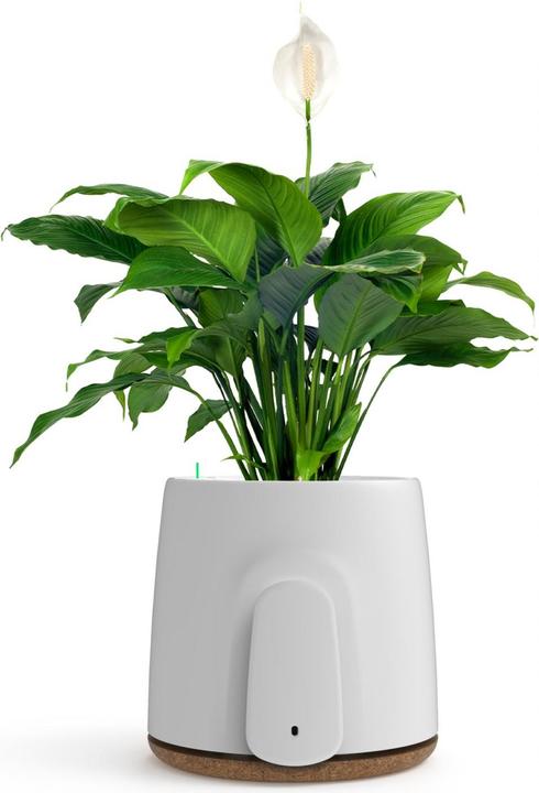 Immagine prodotto Vitesy Natede Basic Natürlicher Luftreiniger (20 m²)