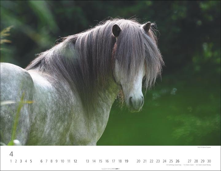 Produktbild Islandpferde Kalender 2026 (44 x 34 cm, Harter Einband, Deutsch, Englisch)