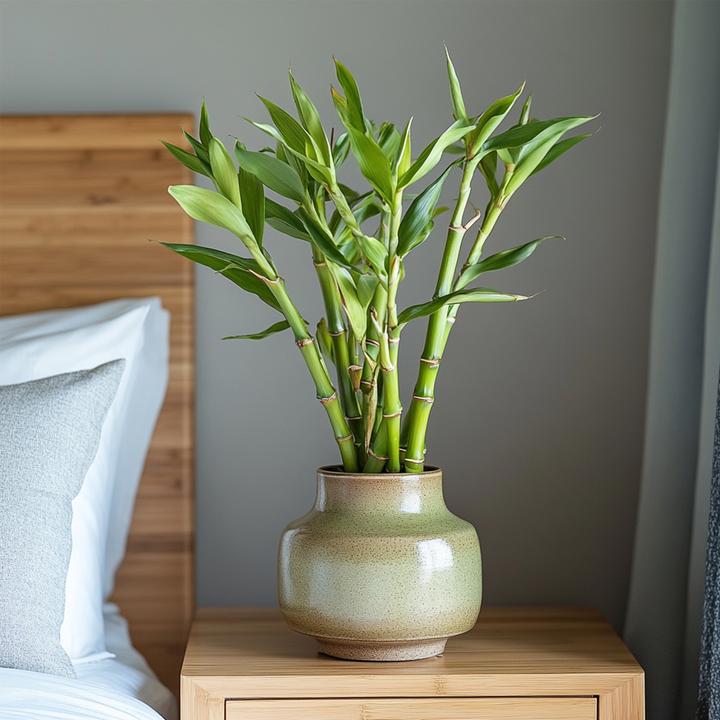 Immagine prodotto Plant in a Box Dracaena sanderiana - Set di 12 Lucky Bamboo (40 cm)