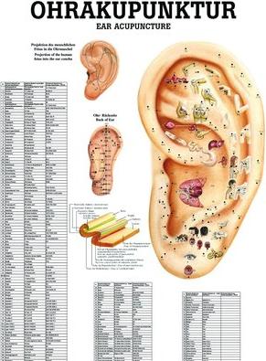 Image du produit Ruediger RÜDIGER Mini poster laminé acupuncture de l'oreille 23 x 33 fr (23 x 33 cm)