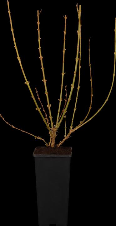 Produktbild Forsythie Week End (100 cm)