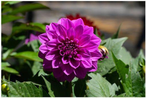 Produktbild 7artisans 55 mm f/16 - 1.4 Mark II, Micro Four Thirds (Micro Four Thirds, APS-C / DX)