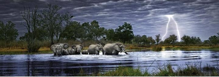 Produktbild Heye Herd of Elephants (2000 Teile)