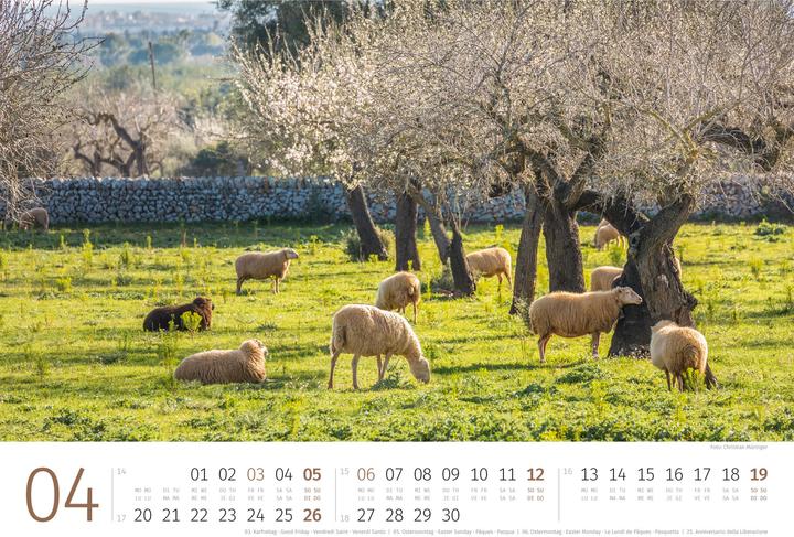 Actual product image Schafe Kalender 2026 (45 x 33 cm, Hardcover, German, French, Italian, English)
