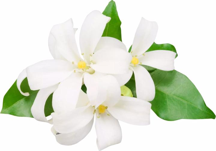 Actual product image Valmont bright poppy (Eau de parfum, 100 ml)