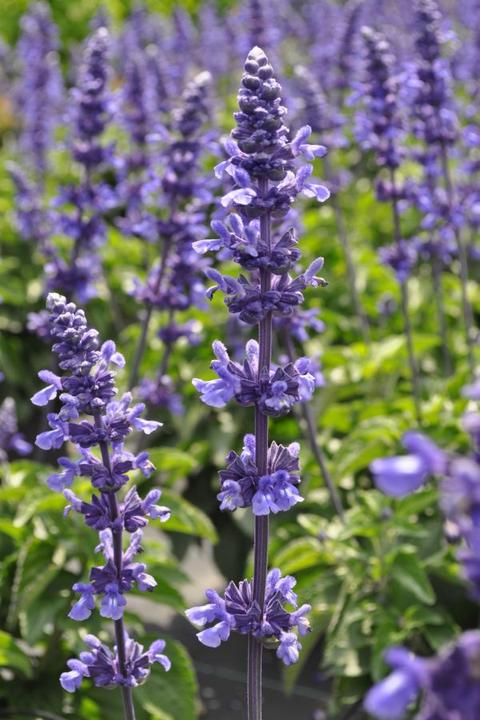 Säntispracht Der unermüdlich blühende Mehlsalbei - Salvia farinacea 'Mystic Spires' (60 cm)