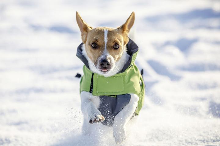 Immagine prodotto Kerbl Vancouver all'aperto (S, Cappotto per cani)