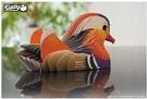 Actual product image Eugy 3D Mandarin duck craft set (MQ6)