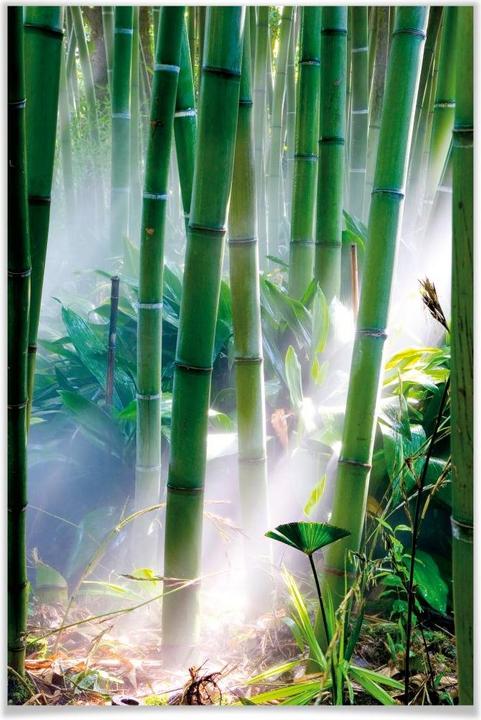 Produktbild Trenddeko Bamboo Forest (70 x 100 cm)