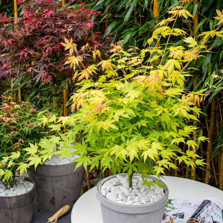Produktbild Plant in a Box Acer Palmatum 'Orange Lace' - Ahorn Baum (60 cm)