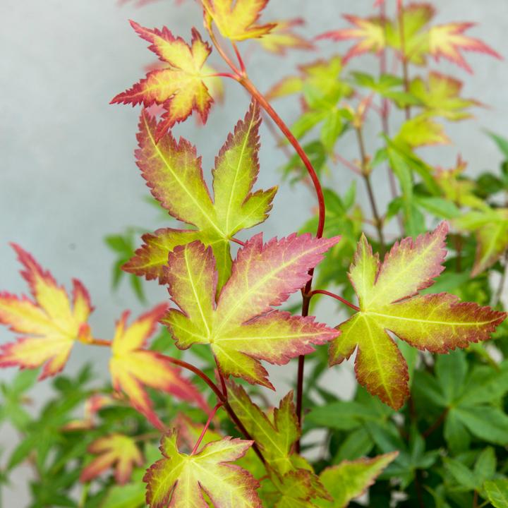 Produktbild Plant in a Box Acer palmatum 'Little Princess' - Japanischer Ahorn (45 cm)