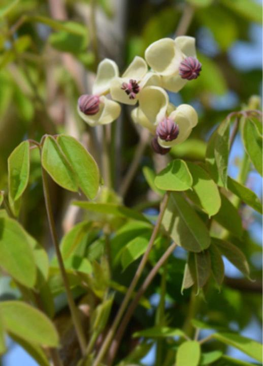 Tropica Vin de chocolat (Akebia quinata) (Graines de plantes)