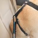 Produktbild Kurgo Sicherheitsgurt (Hund, Faltbar)